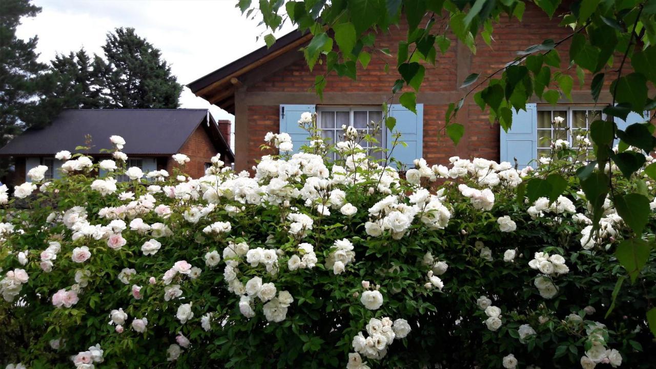 Pyracantha Esquel