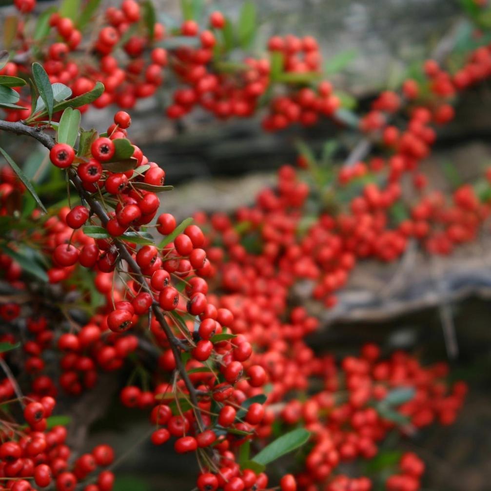 Apartment Pyracantha Esquel