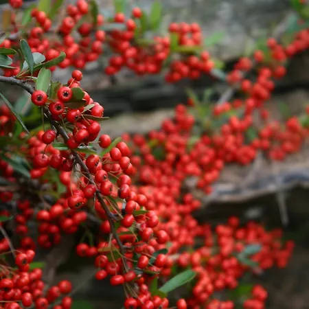 Cabanas Pyracantha Esquel Exterior photo
